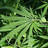 quippdMarijuana's profile image