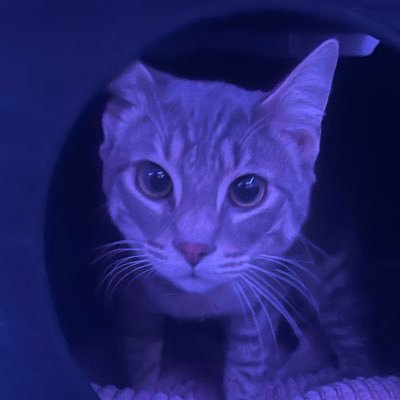 camilacastill2's profile picture. 