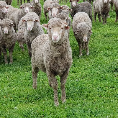 UWA Farm Ridgefield supports agricultural @UWAresearch to find best practice solutions for resilient farming systems, stewardship & community. Run by @IOA_UWA