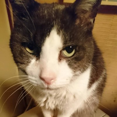 ovLECcOweyR0Jm4's profile picture. 本を読むのが大好きです。いろんな方の読書記録を読みたくてTwitterをはじめました。よろしくおねがいします。