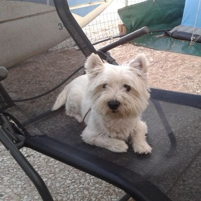 Rispetta se vuoi essere rispettato
Dico quello che penso e penso quello che dico
Non rispondo a messaggi privati
Amo gli animali