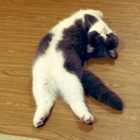 おもち (@omochiomoching) 's Twitter Profile Photo おもち (@omochiomoching) 's Twitter Profile Photo
