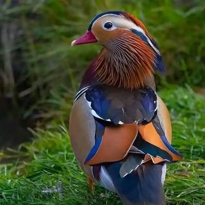 SadatEkber's profile picture.