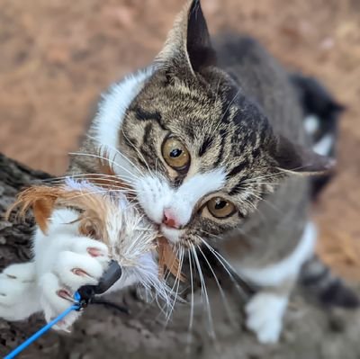 もふニャンコ猫動画で可愛い猫ちゃんYouTubeと、西日本小物釣り紀行でへらぶな釣りYouTubeやっています。

お好きな方はチャネル登録お願いします😁
https://t.co/PKgiJxwVOi…