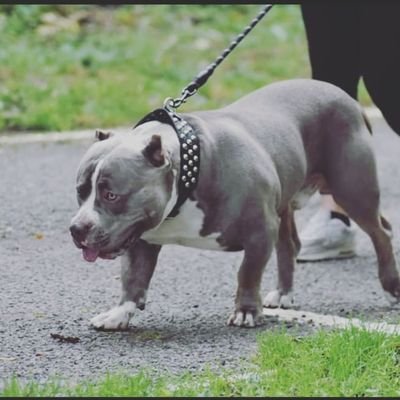 Vbac_'s profile picture. Gros nounours àbord