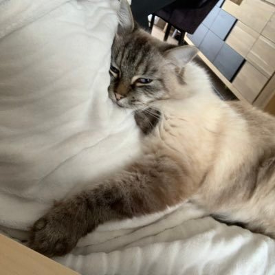 des chats, du girl power, encore des chats et encore du girl power ✊🏻🐱