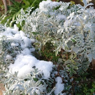 kumanogawa1's profile picture. 2023中学受験組。Sから第一志望に合格し受験終了。楽しめた受験でした。次は2027中受