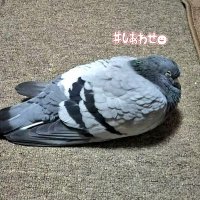 ピジョン(@IuvgFJf2meXlnYf) 's Twitter Profile Photo