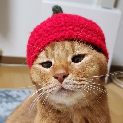 ichika815's profile picture. 大阪府和泉市に生息。猫とビールと芋焼酎と鶏と矢井田瞳が大好物♪　

ロシアンブルーの　斎藤君
2004.3.16-2007.9.29🌈
アビシニアンの　いち夏
2008.5.8-2022.12.19🌈

2023.11.3白キジ保護猫の『いち朗』を
迎えました。2023.5.1生まれ　ヨロシクお願いします