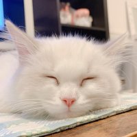 おてんばブー (@ragdollboo0424) 's Twitter Profile