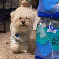 💞Kobe Bebé💞. 😇Giambi Boy Pup & 😇 Chewy. (@giambiboypup) 's Twitter Profile Photo 💞Kobe Bebé💞. 😇Giambi Boy Pup & 😇 Chewy. (@giambiboypup) 's Twitter Profile Photo