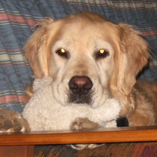 Shepster777's profile picture. 