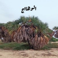 الوهاج 🤍 (@lipy9rr2b60jtq6) 's Twitter Profile