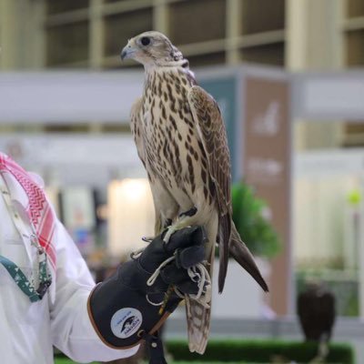 abo_assai's profile picture. اهم حاجه تعيش و نظرتك عليا. . لو ترخي السمع نص الناس هراجه . وان جاك واحد مسوي فاهم الدنيا . حاول تصير انت ماتفهم ولا حاجه