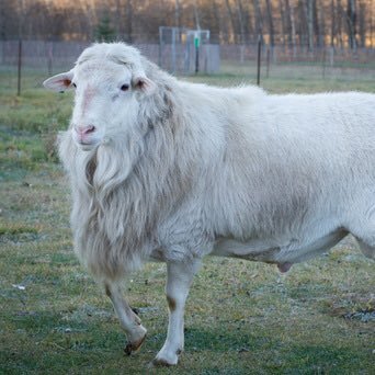 Kids, sheep, and crafting