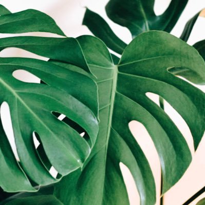 Welcome to A Leaf of Faith! A practical guide to houseplants.