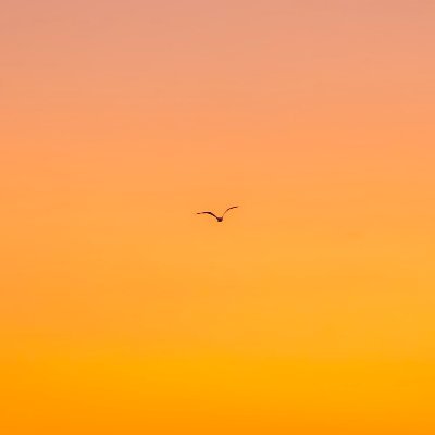 bigwolf_wolf1's profile picture. 