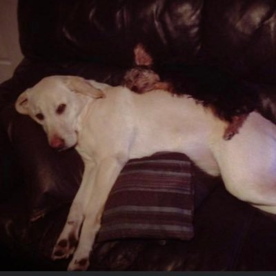 AdamLaw62519475's profile picture. Ilsonlad NFFC