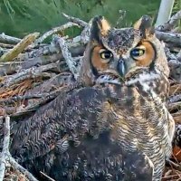 SavannahNest (@savannahnest) 's Twitter Profile