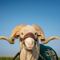 CSU CAM the Ram(@CSUCamtheRam) 's Twitter Profile Photo