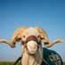 CSU CAM the Ram (@CSUCamtheRam) Twitter profile photo