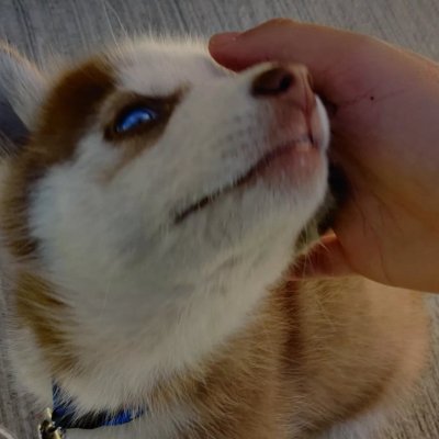 Vortrexion's profile picture. A guy who almost never posts, only retweets and comments. 

ign: empyreanl/Vortrexion

https://t.co/98wMXNlRqh ?