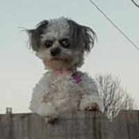 Sim (@spacedout_sam) 's Twitter Profile