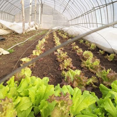 mungilnyeo's profile picture. 나는
농사를 좋아하는
농부입니다