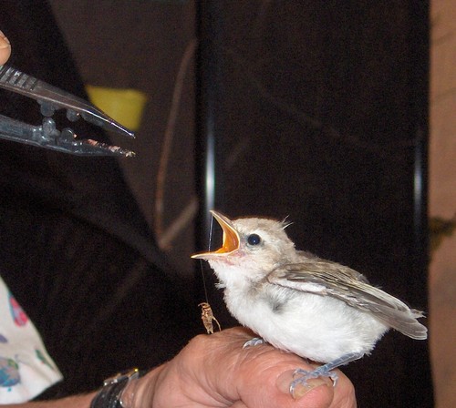 Songbirds Only Avian Rehabilitation (S.O.A.R.) is dedicated to providing quality care to orphaned or abandoned songbirds.