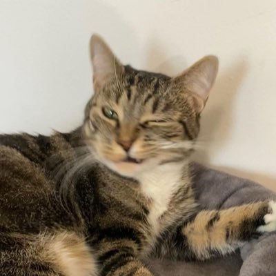 anika_gk's profile picture. 