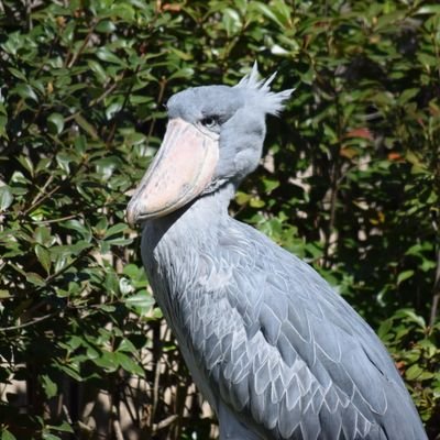 stomitomi103's profile picture. 国三、国高、京産。化粧品メーカー勤務。
腸管ベーチェツト病(ステロイド+レミケード)。2013年ストーマ造設。公明党ファン。