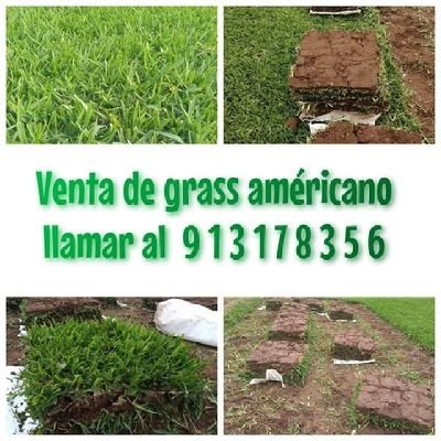 Venta de grass americano