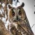 Hibou de Persan (@allin_evmoins) Twitter profile photo Hibou de Persan (@allin_evmoins) Twitter profile photo