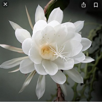 brianHo14753498's profile picture. i follow back for every follow 💯. I unfollow and block just as fast. i share only the best stuff I come across so everyone 🚀🚀