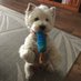 Westie Man (@manwestie) Twitter profile photo Westie Man (@manwestie) Twitter profile photo