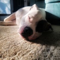 Carrie Ann (@ca_davis0470) 's Twitter Profile