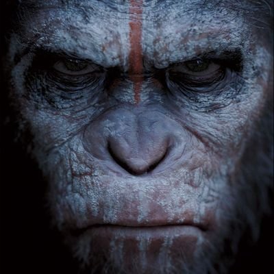 AMC/GME APE! I followback all apes! see you on the moon!