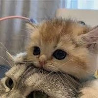 chiv!! (@chiverlyy) 's Twitter Profile Photo chiv!! (@chiverlyy) 's Twitter Profile Photo
