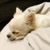 チワわんderful (@chiwawonderful) Twitter profile photo チワわんderful (@chiwawonderful) Twitter profile photo