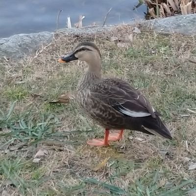 onajisora99's profile picture. カルガモが好き。2021年春頃からのんびりとカモを中心に水鳥を撮っています。カモが好きな方、仲良くしてください( ॑˘ ॑* )最近は全くカモ見に行けず…