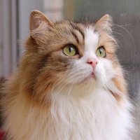 はじめ (@_chau_neko) 's Twitter Profile