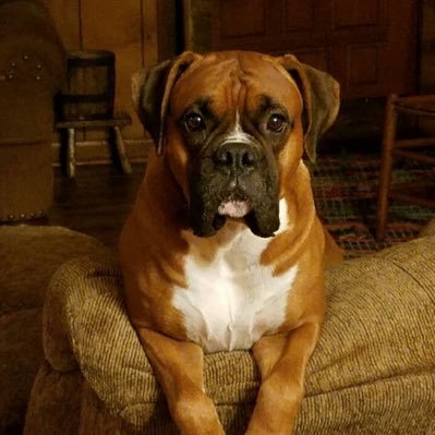 History major! Democrat! Hate trump and his criminal family! Marine!!! Dog lover! Boxers! avid book reader! 💙💙💙💙. Vote Blue! ( no DM’S) NO CRYPTO!!! NONE!