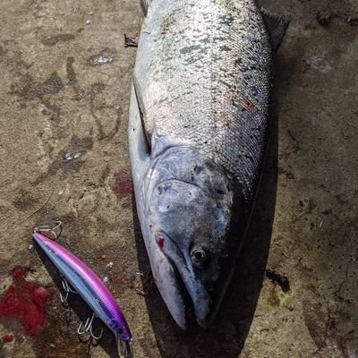 道内ショアメインで走り回ってます🚙🎣
海サクラ、ヒラメ、カラフト、アキアジ。
たまにロック♪
マメイカはいつになっても釣れません…🐟

無言フォロー失礼致しますm(__)m