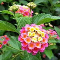 ポンコツ爺さん (@4q7h2xurqbskpys) 's Twitter Profile