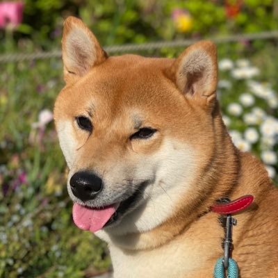 IWGP99736243's profile picture. 55 歳。2021年5月に膵臓癌ステージ4の診断。抗がん剤効果で2021年10月末に摘出手術。しかし2022年6月に肝臓と副腎に癌が転移😢2022年9月最後の抗がん剤が効果なかったため「癌の治療」が終了😢余命宣告を聞いて今は緩和ケアの毎日です。家族ともっと一緒にいたい！ポケモン、プロレス、マンガで毎日楽しく😊