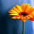 ManvikaMalhotra's profile image