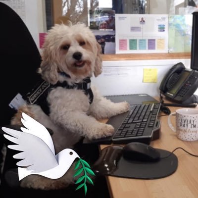 The four legged face of @southern_NHSFT tweeting about my adventures within the Trust and my views are definitely my own and now I’m also a PPiMH SIG lead 👏🏻