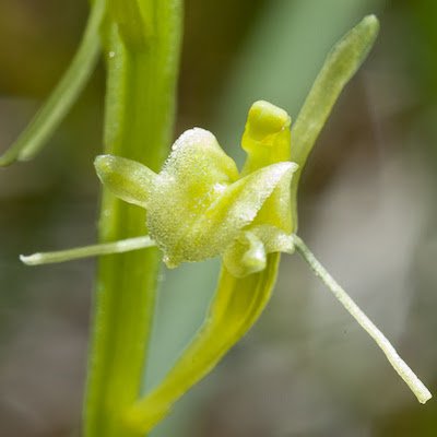 jean_imhof's profile picture. Athée
Passioné par la flore suisse