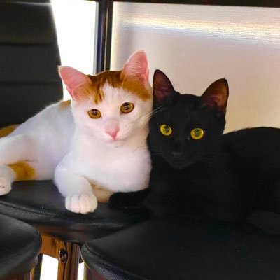 ゴロゴロ💕保護猫（元野良猫）の「ココ♂🐈」と「ナッツ♀🐈‍⬛」のアカウントです😼猫好きのみんなとたくさん絡みたい🌈大好きなご飯🍖おもちゃ🎾を紹介するブログも更新中です🐈🐈‍⬛仲良くしてくれたら嬉しいです💕