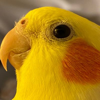 💛 My name is Charlie and I am a 4 year old cockatiel! 🐥 Main account: @ghostboytech